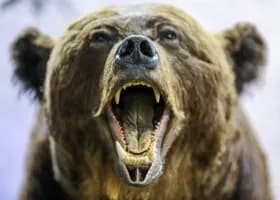 Под Южно-Сахалинском отстреливают медведя, который убил двух человек