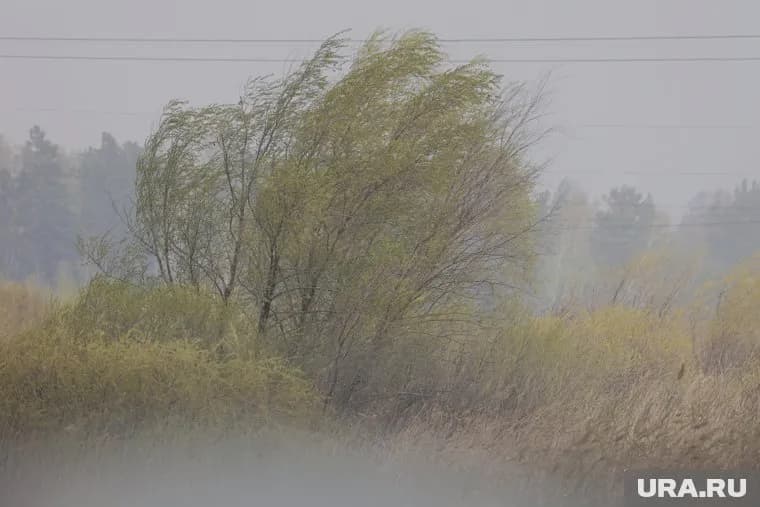 В Шадринске будет сильный ветер 