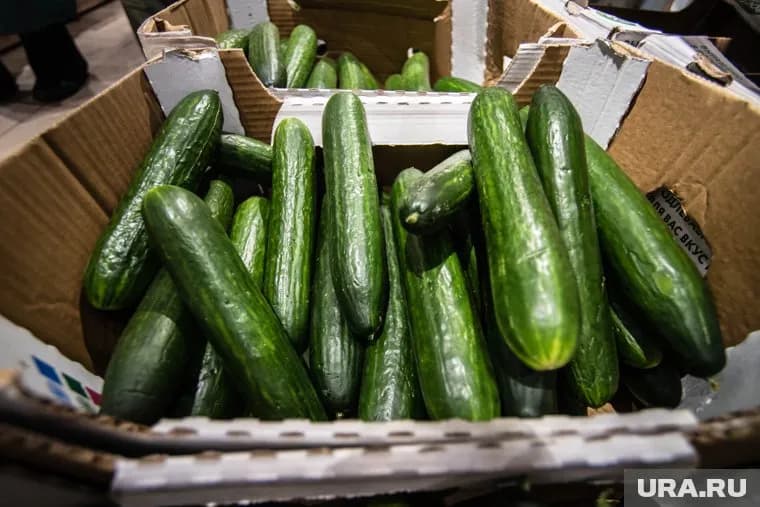 Стоимость огурцов в Тюмени за две недели снизилась на 25%