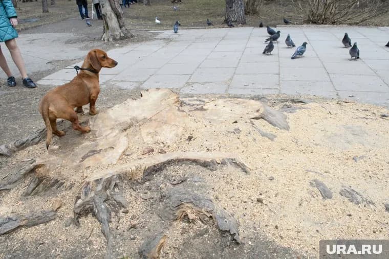 В клинике уверены, что многие люди хотят взять себе Пино, только чтобы стать популярными