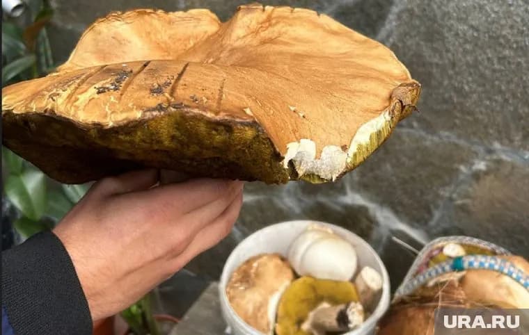 Новые грибы стали появляться в лесах Курганской области (архивное фото)