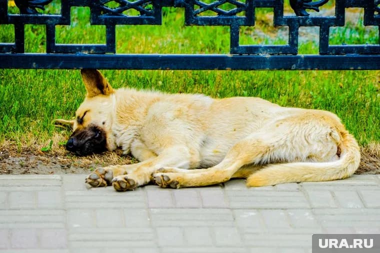 В магазине сообщили, что у собак были признаки болезни (архивное фото)