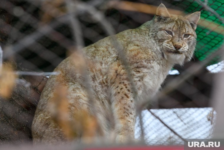 Тройня рысят родилась в Пермском зоопарке. Видео