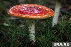 Отравление грибами: что делать, чтобы спасти себе жизнь — инструкция от врача