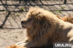 Львы, которые напали на директора сафари-парка «Тайган», ранее растерзали его сотрудницу 