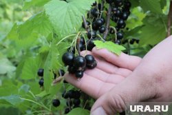 Как правильно подкармливать смородину: советы от агронома, циклы
