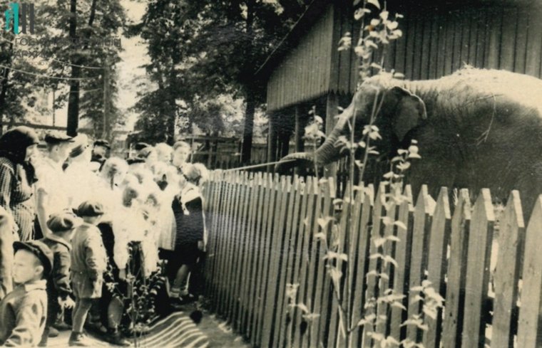 Завершение вековой истории: Пермский зоопарк навсегда закрывает свои двери. Фотогалерея