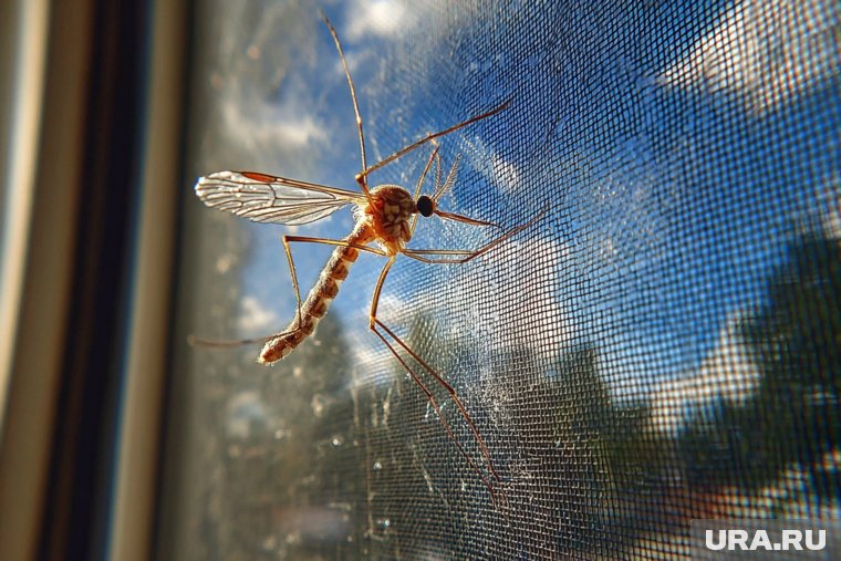 «Известия»: России грозит вспышка лихорадки из Китая