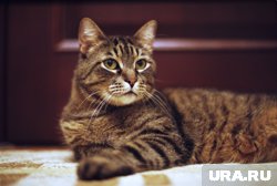 Как приучить кошку к новому корму: советы ветеринара