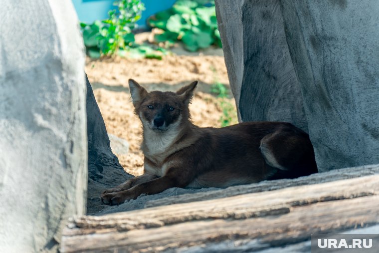 Пермский зоопарк ищет «мам» для животных