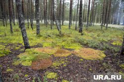 В Курганской области сняли ограничения на посещение лесов