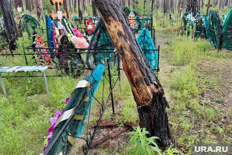 Под Курганом горелые деревья обрушились на могилы бойцов СВО. Фото, видео