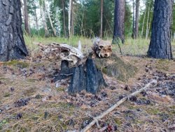 Поляна смерти: в лесу у Кургана обнаружен зловещий круг из черепов. Фото, видео