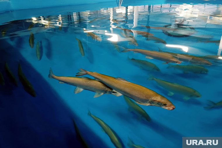 Пока ямальского муксуна спасают от браконьеров, деликатес свободно продают маркетплейсы. Фото