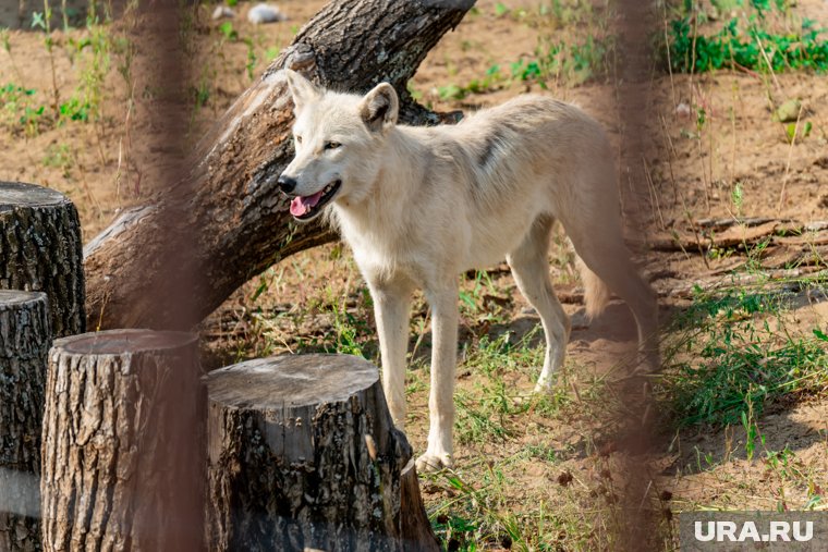 Билеты в Пермский зоопарк оказались одними из самых доступных в стране