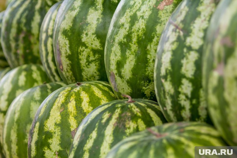 Жителей ХМАО предупредили о ядовитых арбузах