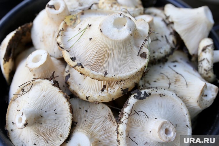 Рядом с Курганом грибники корзинами собирают разные виды груздей. Фото