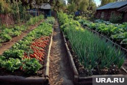 Лунный календарь на август: лучшие дни для посадок, обрезки и уборки урожая