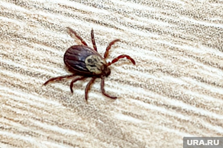 Челябинское министерство общественной безопасности выступило со спецобращением из-за нашествия клещей