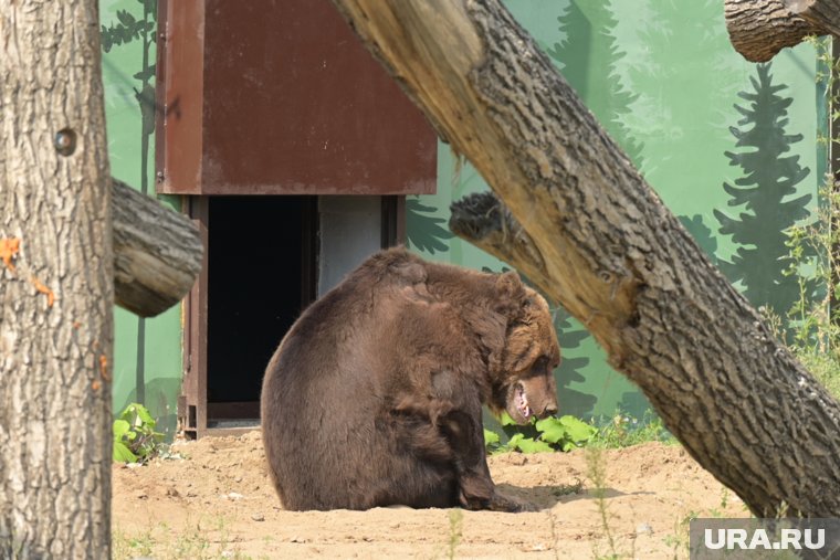 В Пермском зоопарке рассказали, что случилось с медведем Тошей. Видео