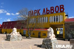 Стало известно состояние директора парка «Тайган», которого чудом спасли от растерзания львом