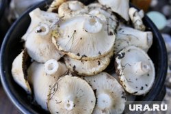 Урожай грибов в Курганской области: где искать белые грибы, лисички и грузди. Карта