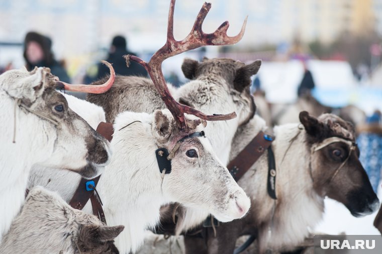 Руководитель предприятия по забою оленей в ЯНАО удостоен госнаграды от Путина 