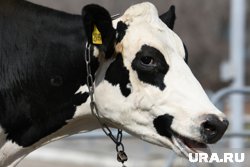 Крупный курганский фермер не поставил коров на федеральный учет