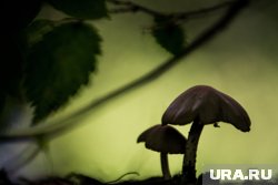 Календарь грибника: какие грибы можно собирать в августе