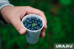 «Черное золото» леса: диетолог рассказала, чем черника полезна для здоровья и кому ее стоит избегать