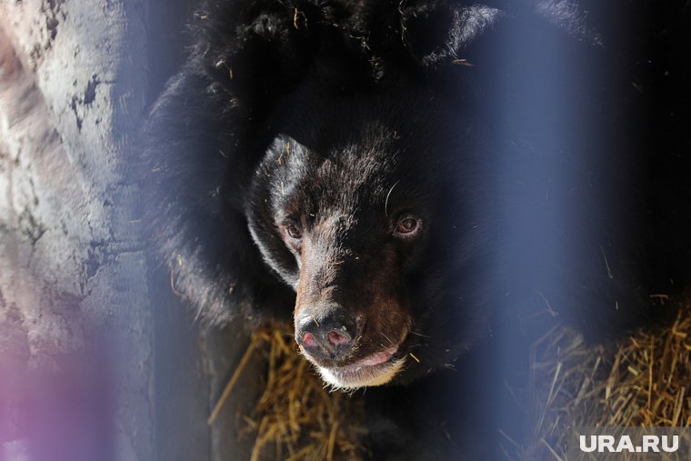 Медведь набросился на известную певицу и ее группу во время пикника. Видео