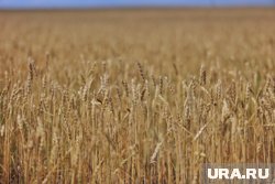 Курганская область тонны урожая на старте уборочной кампании