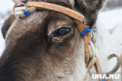 «Пока оленину не пробовал»: актер Никита Ефремов оценил красоту ямальской тундры