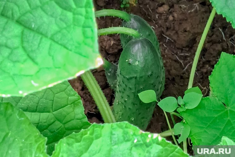 Почему нельзя подкармливать огурцы дрожжами: мнение экспертов