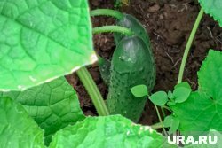 Почему нельзя подкармливать огурцы дрожжами: мнение экспертов