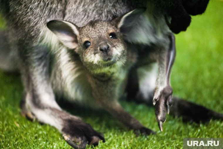 Задержан похититель кенгурят из российских зоопарков: кто стоит за кражами, реакция Госдумы
