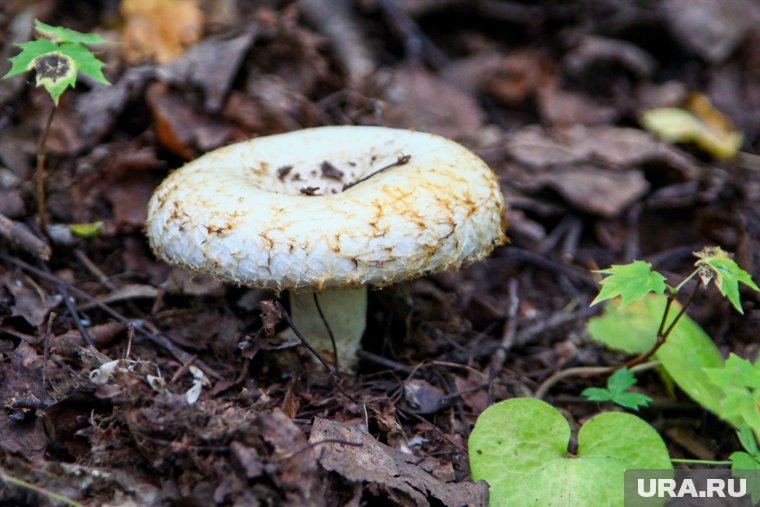 Съедобный, но опасный груздь: где и когда искать грибы и как правильно есть