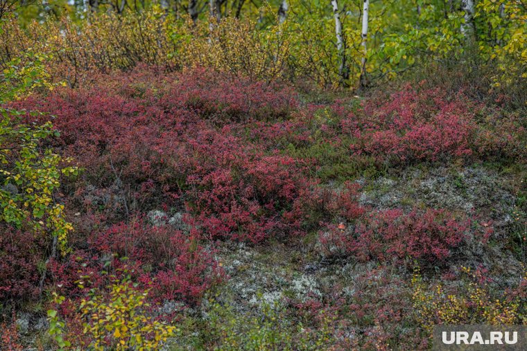 Спасатели ЯНАО разыскивают юношу, пропавшего в тундре 10 дней назад