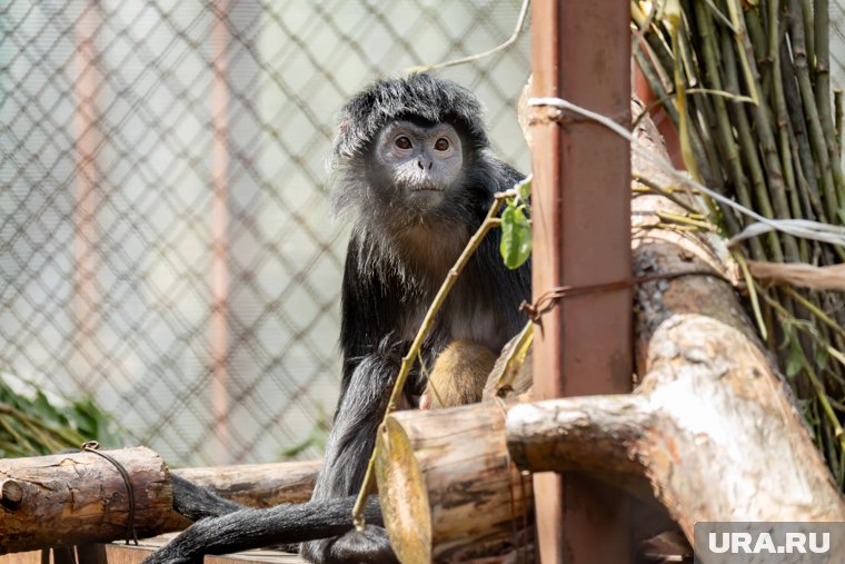 Как работает новый пермский зоопарк