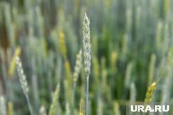 Сидераты на участке: какие растения посадить, чтобы улучшить почву