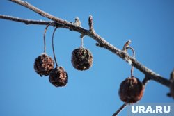 Обширные осенние морозы ударят в Курганской области