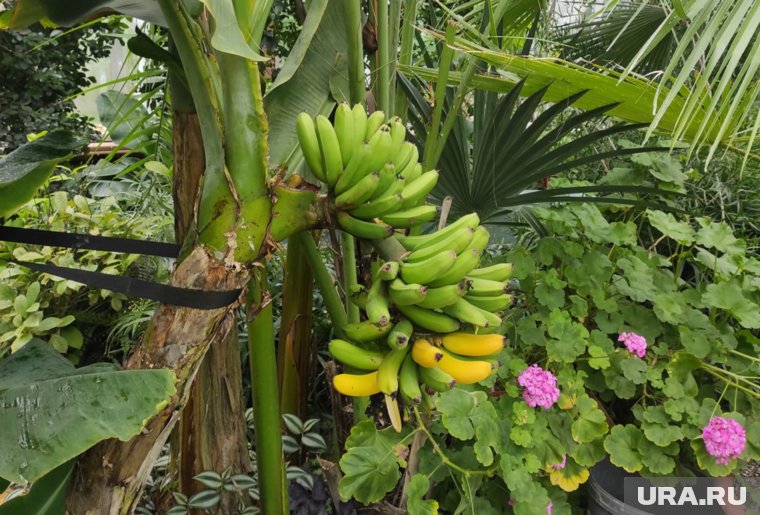Пугливые растения, спелые бананы и динозавры: чем удивляет самый северный ботанический сад Пермского края