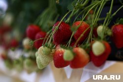 Серая гниль на клубнике: как бороться с опасной инфекцией