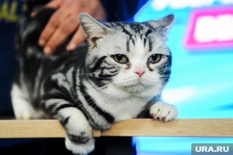 Секреты дрессировки кошки: как приучить к когтеточке и переноске