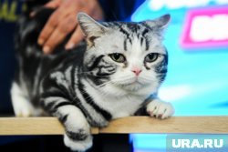 Секреты дрессировки кошки: как приучить к когтеточке и переноске