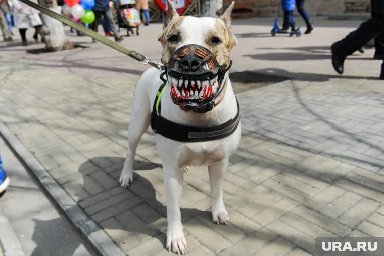 В Госдуме предложили запретить содержание некоторых пород собак в квартирах