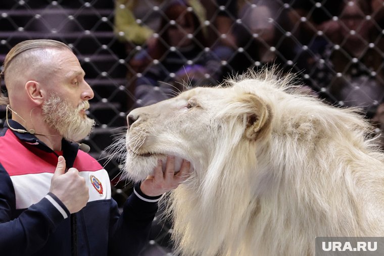 «Мог совершить непростительную ошибку»: дрессировщик Запашный высказался о нападении льва в парке Тайган