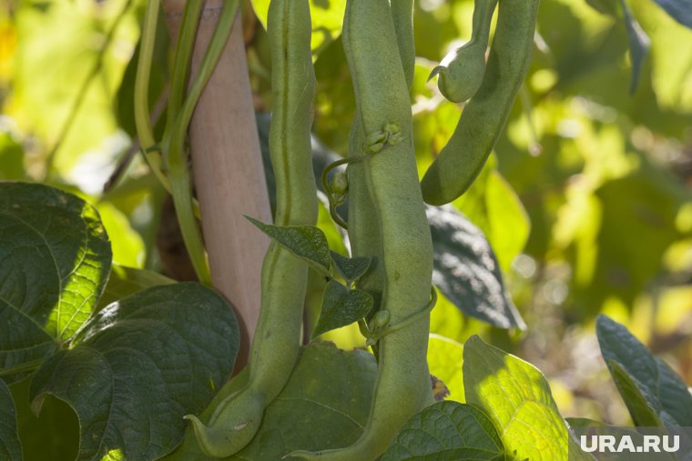 Когда сажать горох и фасоль по лунному календарю в 2025 году