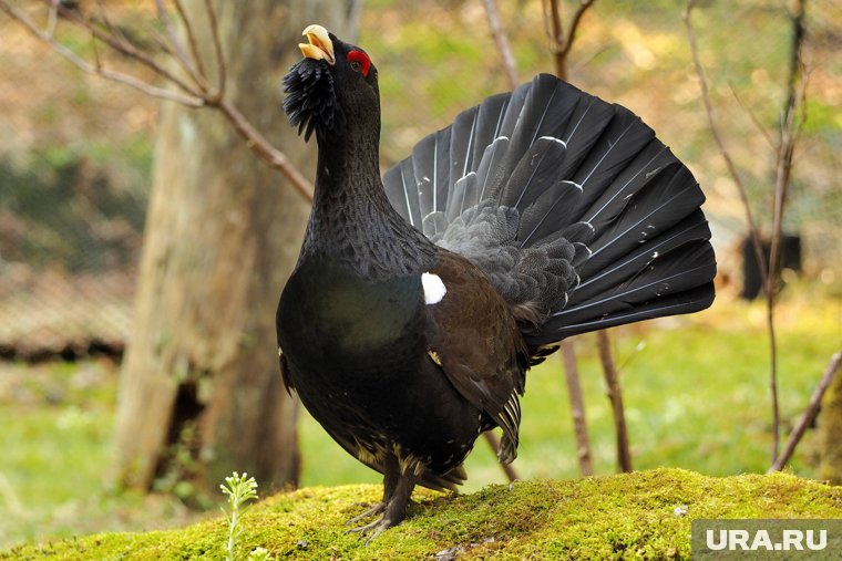 Агрессивный глухарь напал на биолога под Петербургом