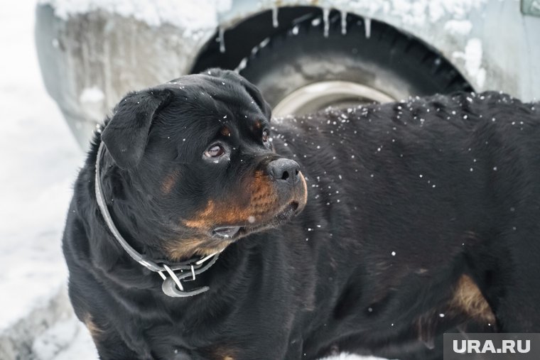 «Прикрыла ребенка собой»: в Екатеринбурге сбежавший ротвейлер напал на семью. Видео